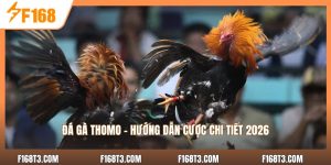 Đá Gà Thomo - Hướng Dẫn Cược Chi Tiết 2026