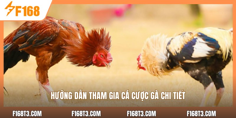 Hướng dẫn tham gia cá cược gà chi tiết